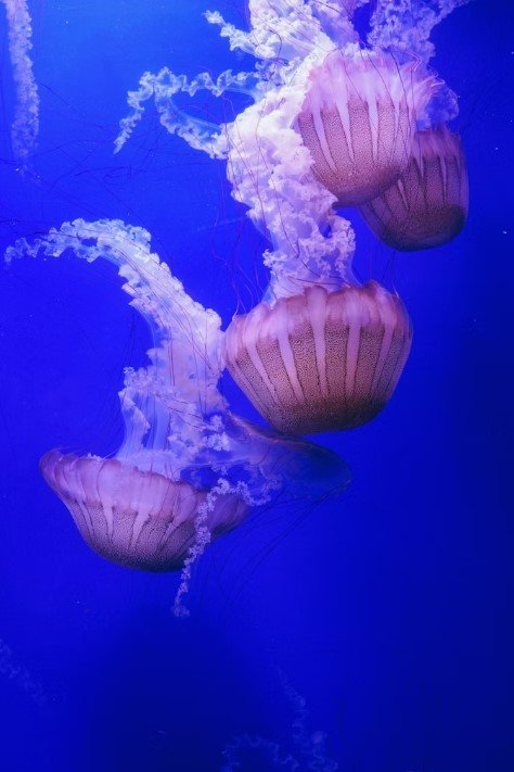Image of Aquaria KLCC 03