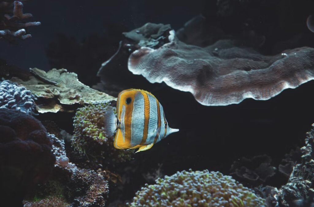 Image of Aquaria KLCC 04