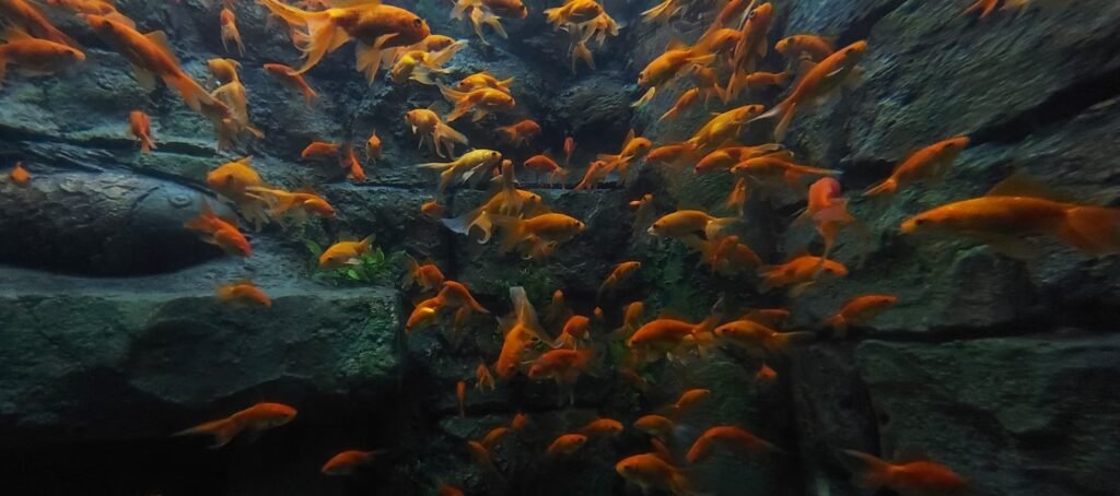 Image of Aquaria KLCC 06