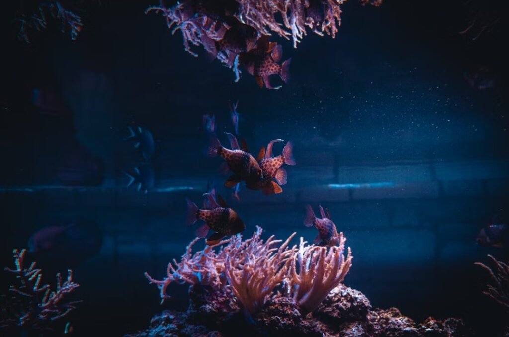 Image of Aquaria KLCC 07