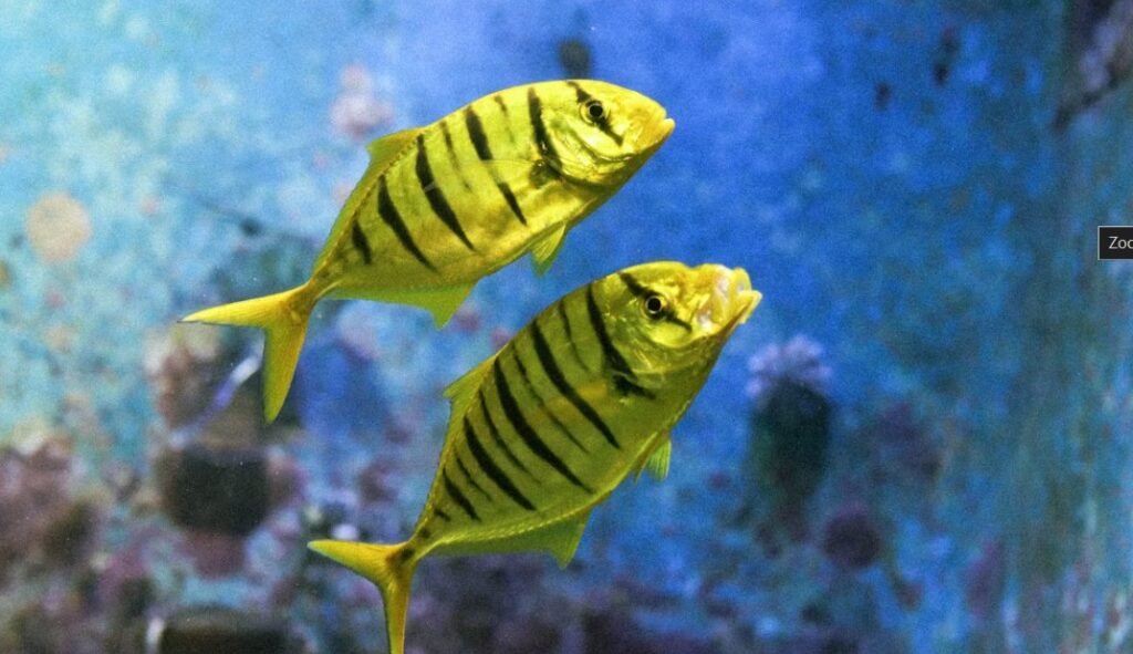 Image of Aquaria KLCC 10