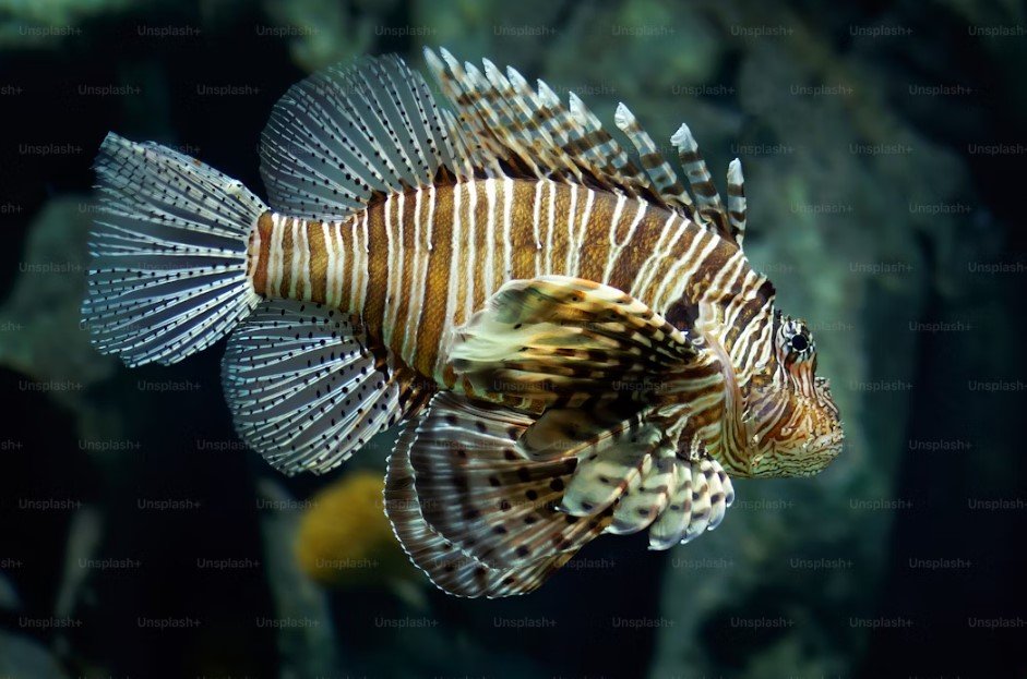 Image of Aquaria KLCC 11