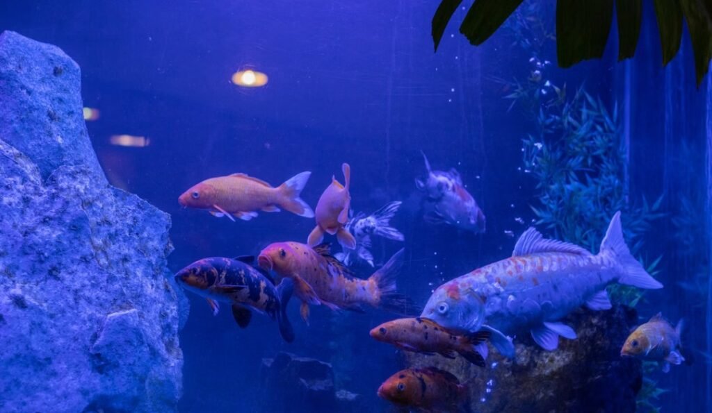 Image of Aquaria KLCC 12