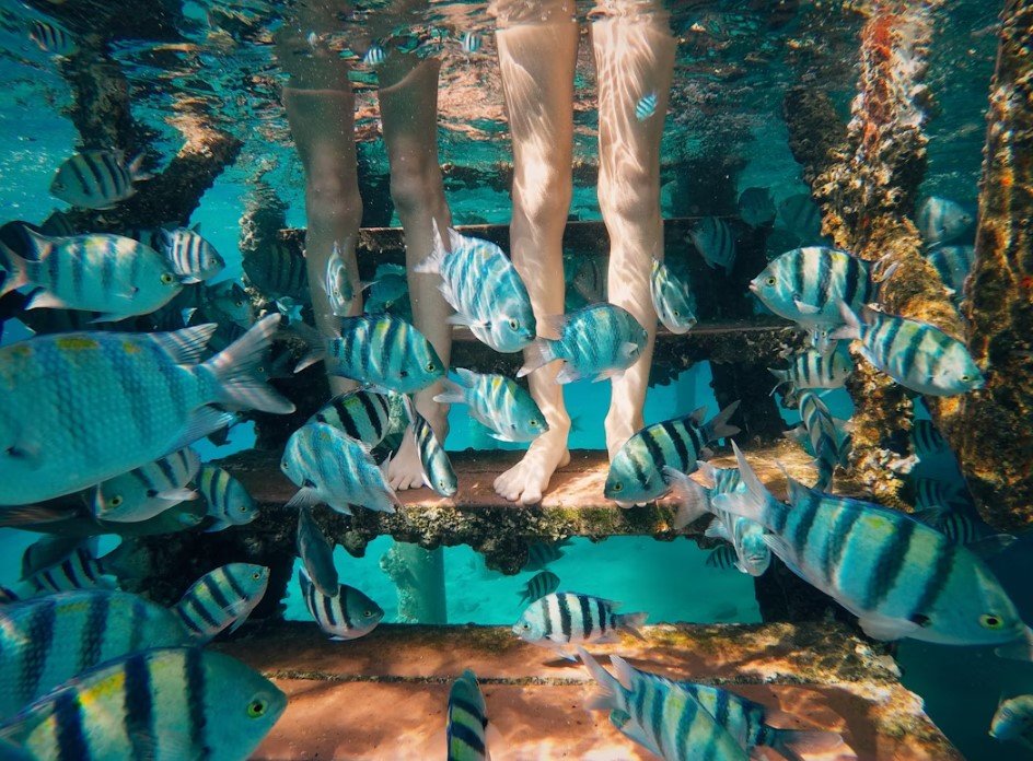 Image of Aquaria KLCC 13