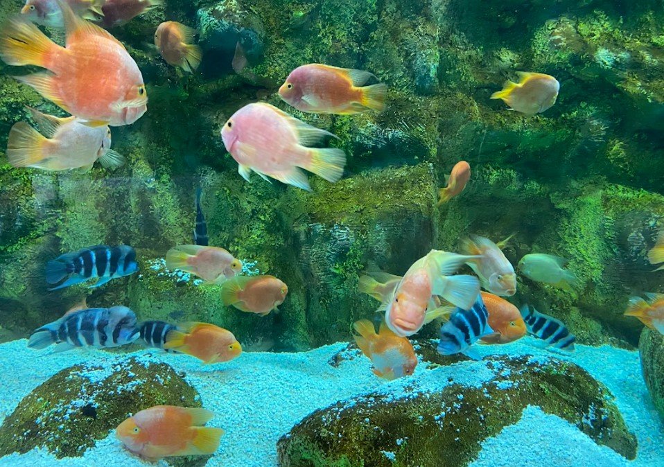 Image of Aquaria KLCC 18