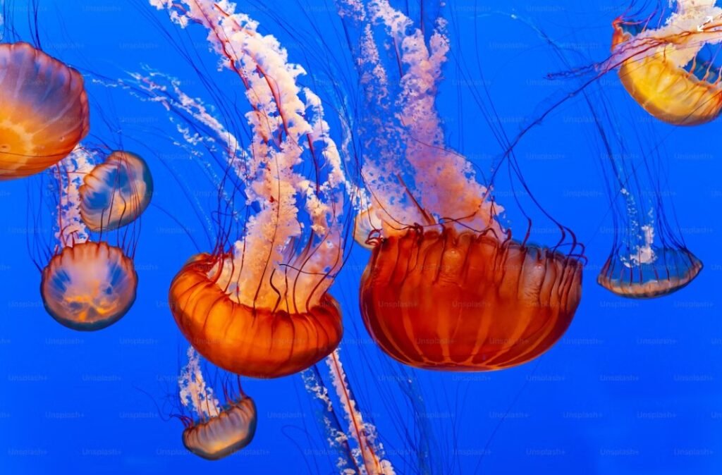 Image of Aquaria KLCC 19